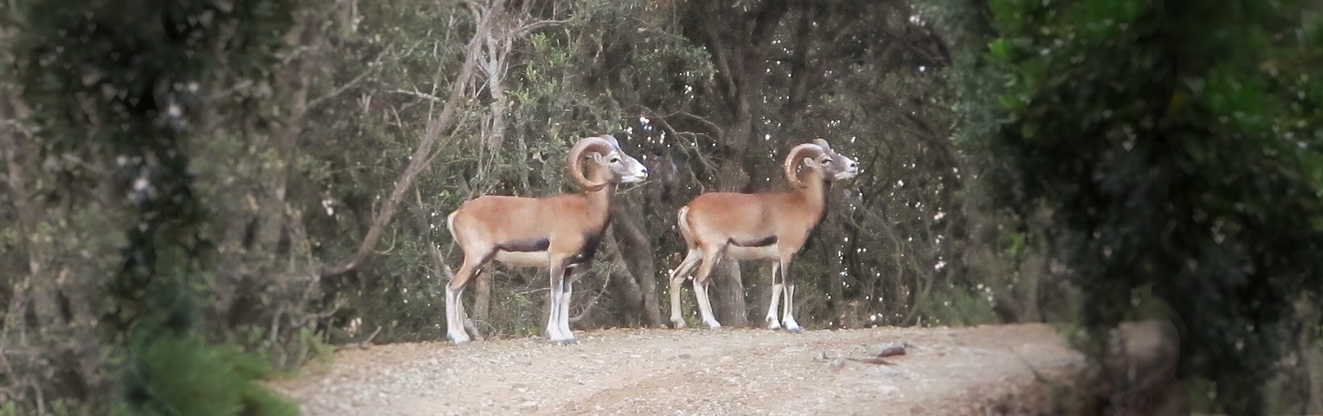 Mouflon of Giglio Island