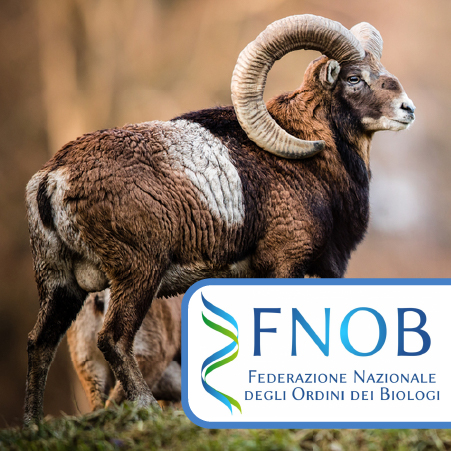 FNOB