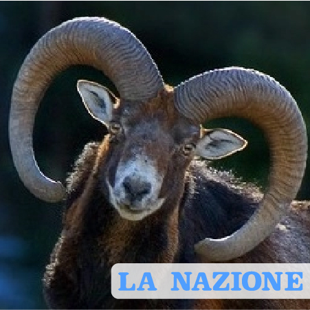 Strage di mufloni