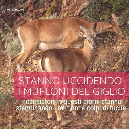 Stanno Uccidendo i Mufloni del Giglio