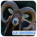Strage di Mufloni del Giglio