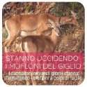 Stanno Uccidendo i Mufloni del Giglio