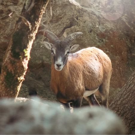 Muflone del Giglio, Specie Protetta