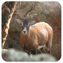 Mufloni del Giglio, Specie Protetta