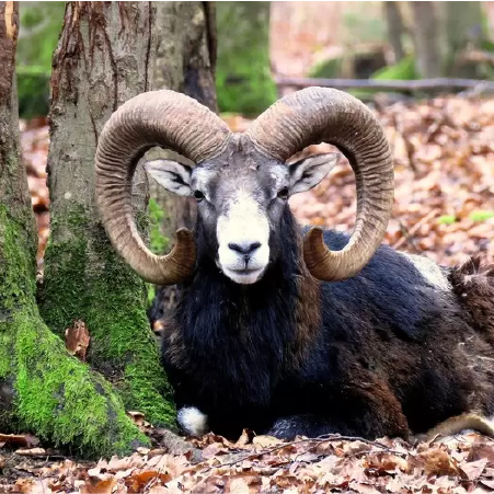 Muflone, Mattanza dei mufloni grave danno ambientale