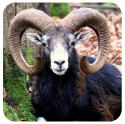 Muflone del Giglio - Specie Protetta