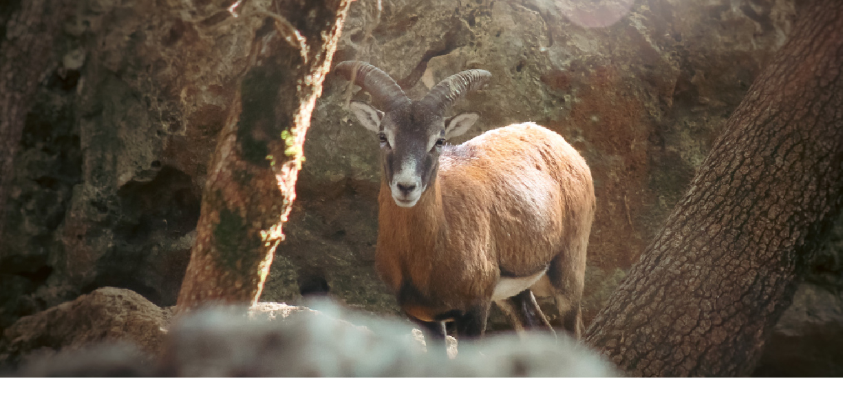 Muflone del Giglio, una specie protetta