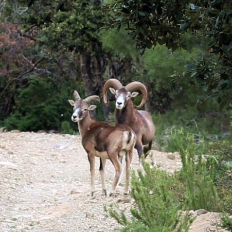 Due Mufloni nella Riserva al Giglio