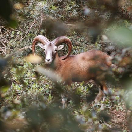 Muflone nel Bosco del Giglio