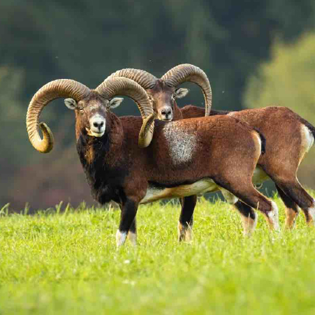 Mufloni del Giglio - Abbattimenti Sospesi TAR