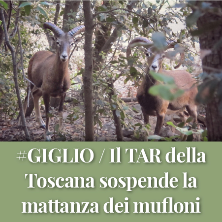 Due mufloni del giglio nel bosco
