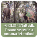 Due mufloni del Giglio, nel bosco