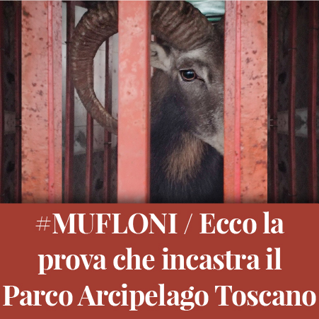 Muflone nella gabbia, catturato dall'Ente Parco