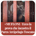 Muflone nella gabbia, catturato dall'ente parco