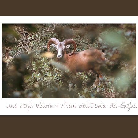 Uno degli ultimi esemplari di mufloni dell'isola del Giglio