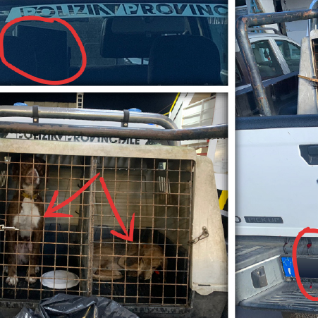 Polizia Provinciale, sangue, cani da caccia