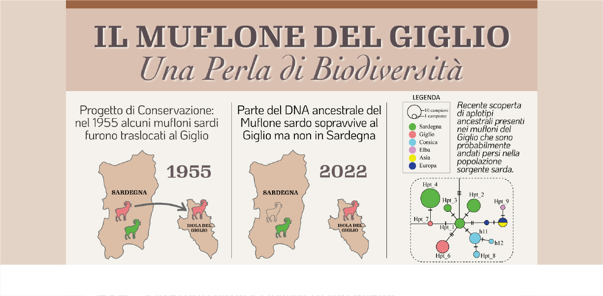 Genetica Ancestrale Mufloni del Giglio