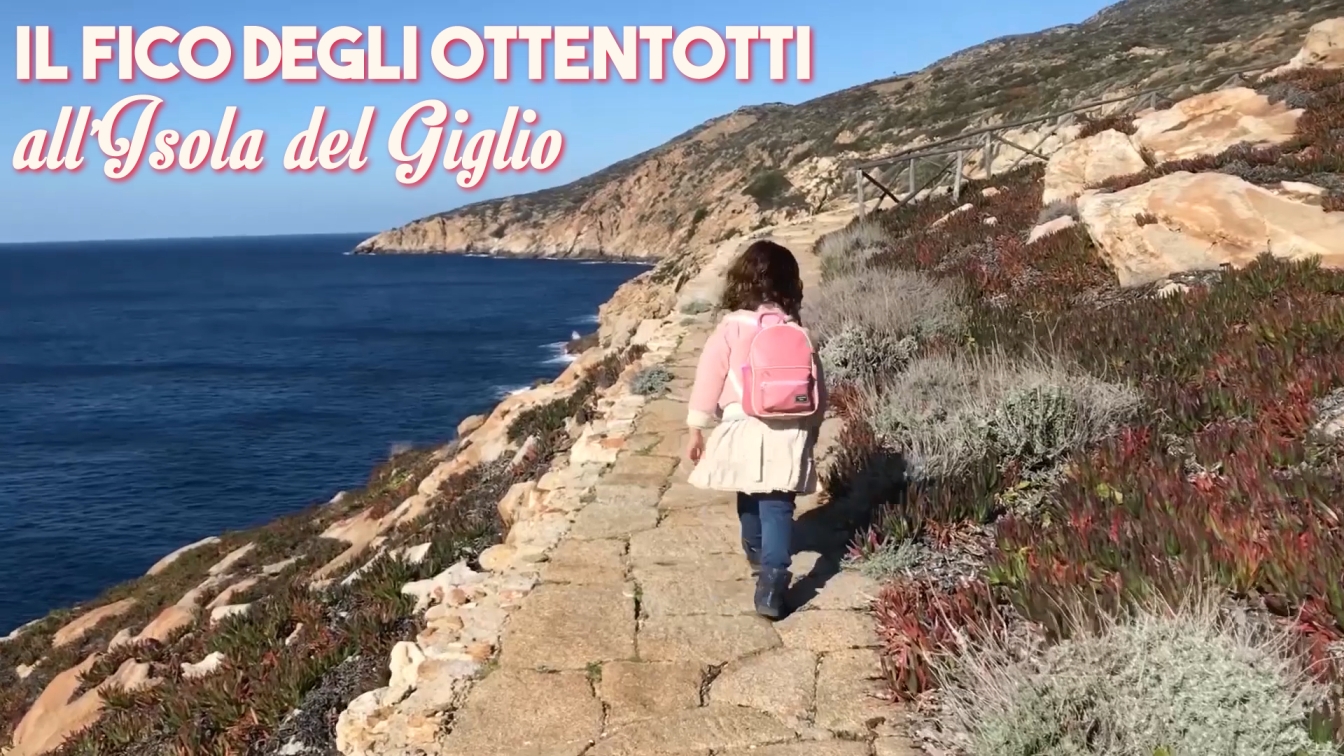 Fico degli Ottentotti, Capel Rosso