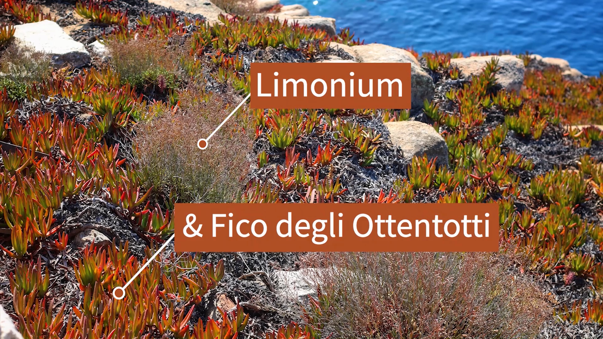 Fico degli Ottentotti e Limonium