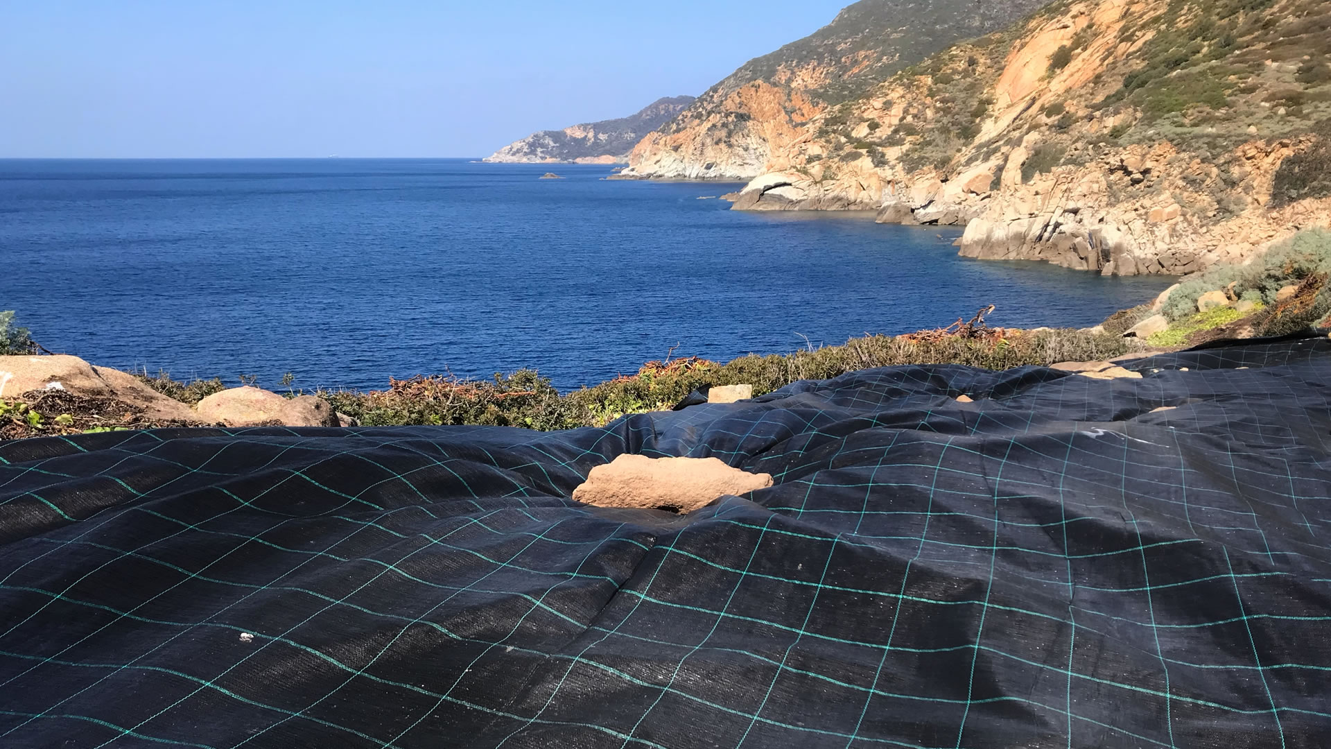 Fico degli Ottentotti al Giglio, con telo di plastica nera sopra