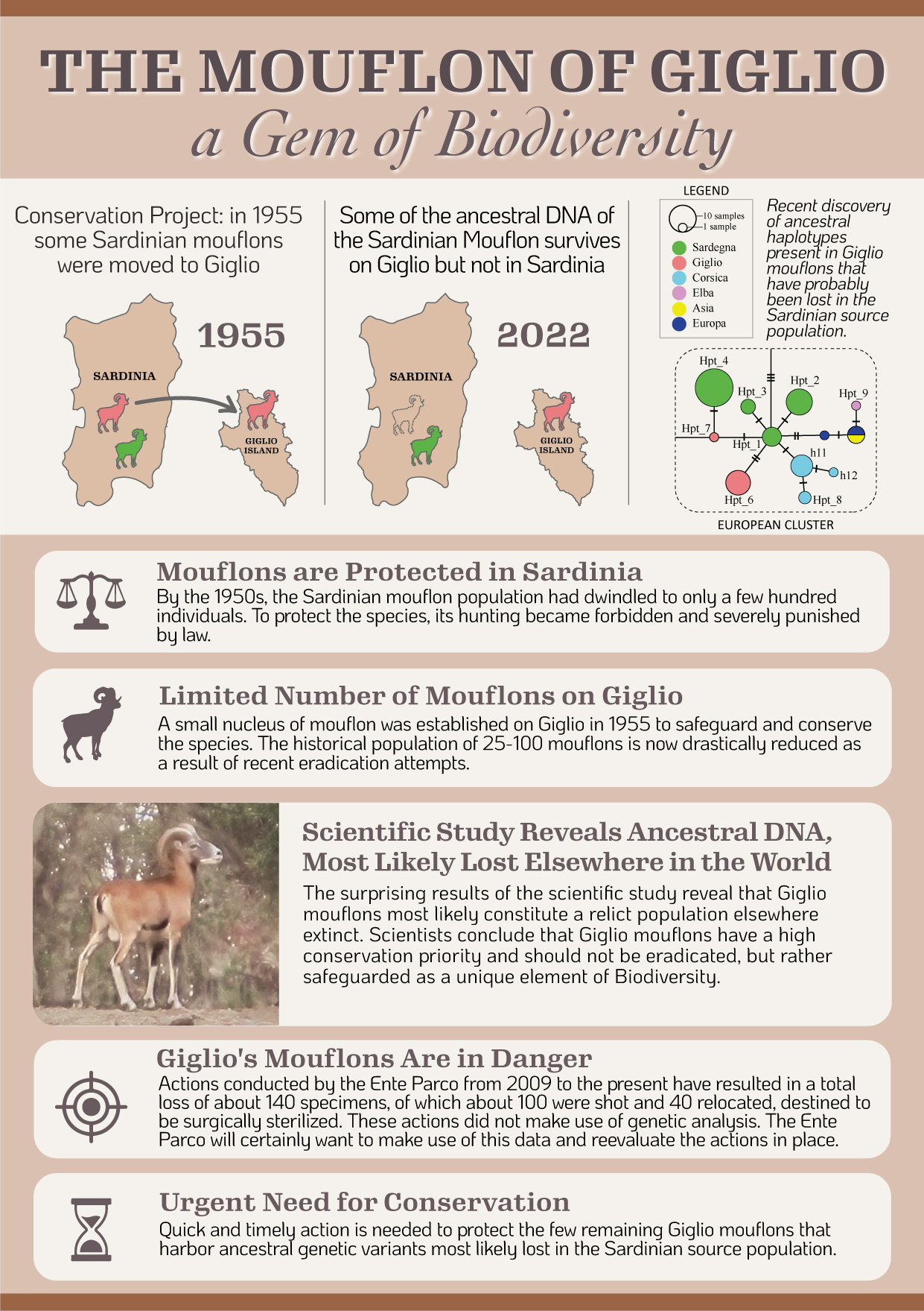 Mouflons of Giglio Island - A Gem of Biodiversity