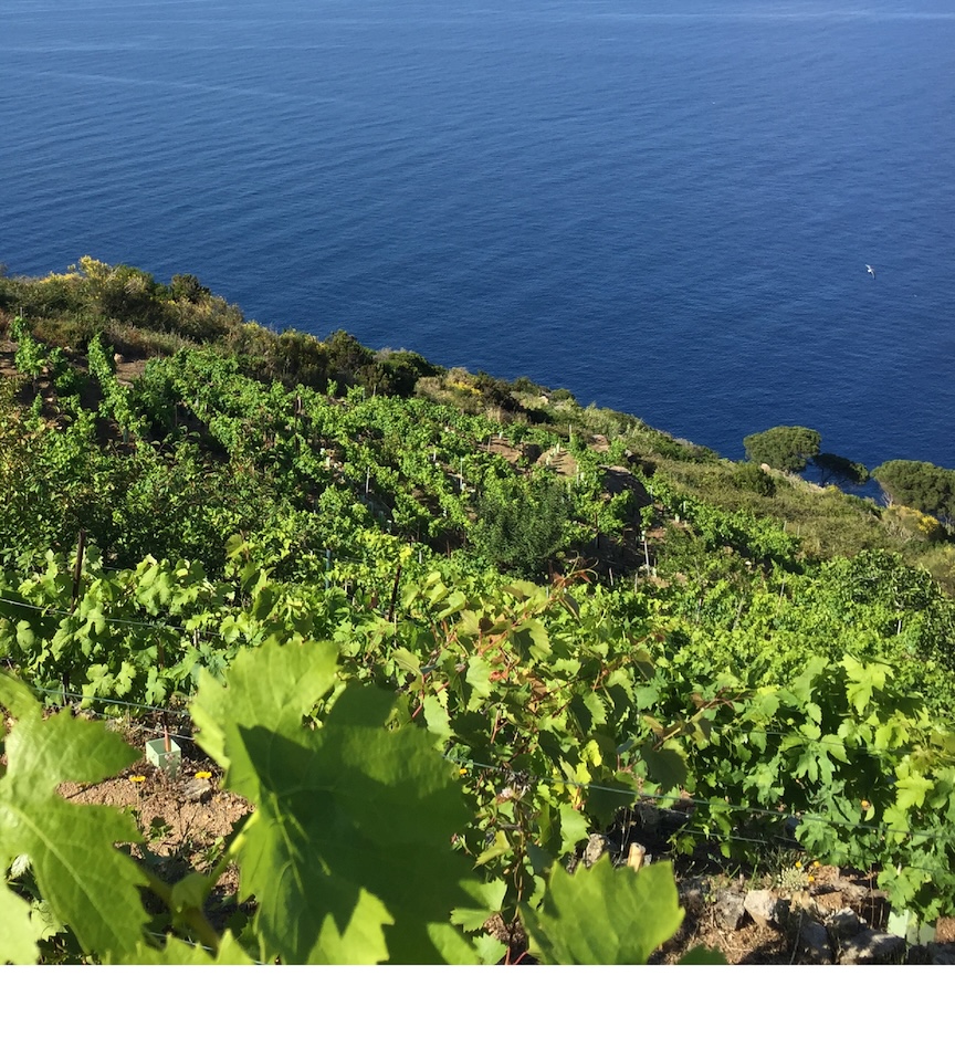 Le Vigne dell'Isola del Giglio