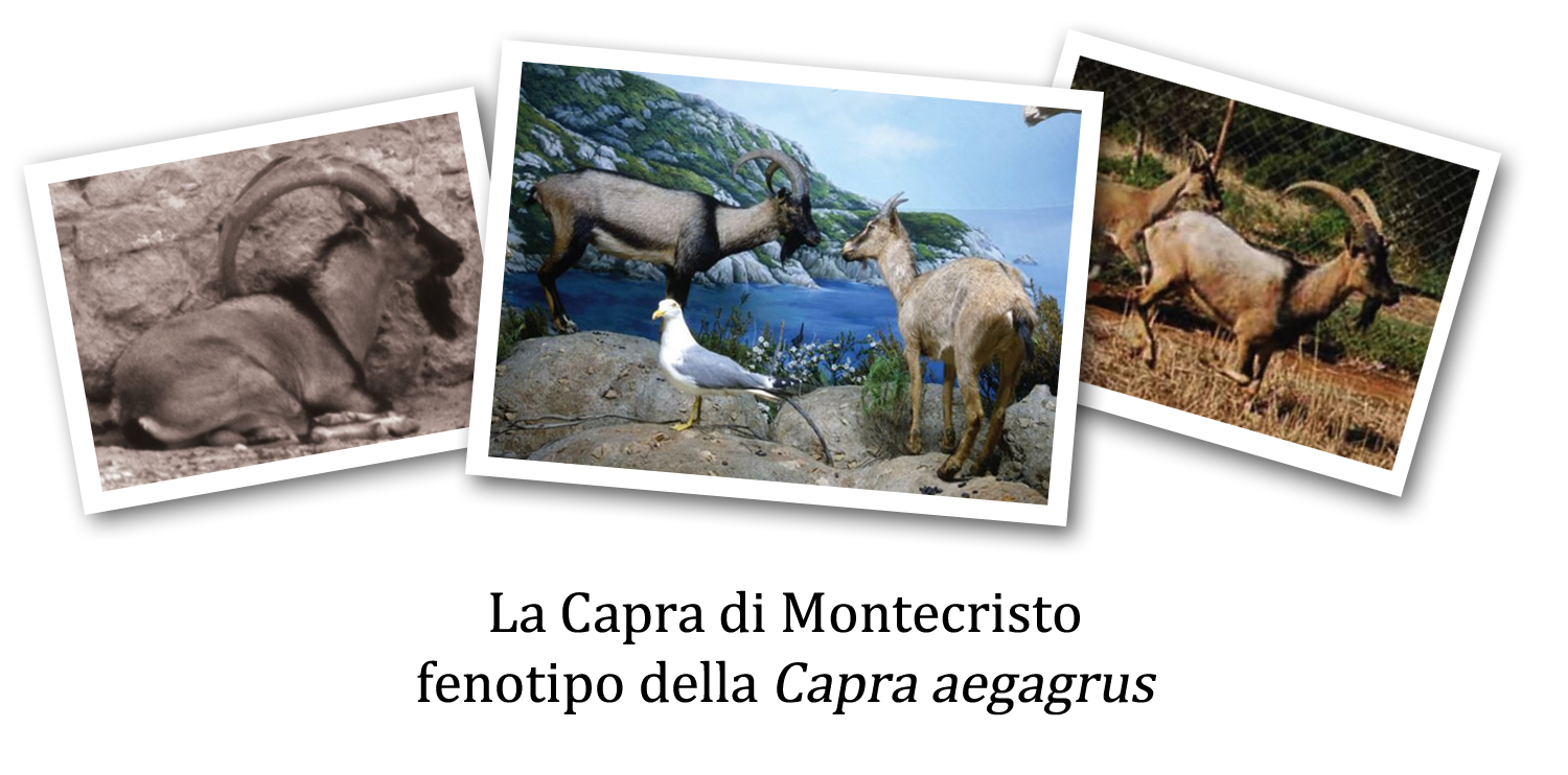 Capra di Montecristo, Capra aegagrus