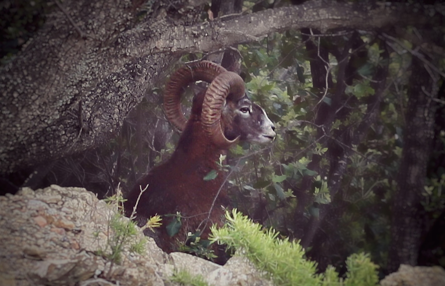 Muflone nel Bosco, Isola del giglio