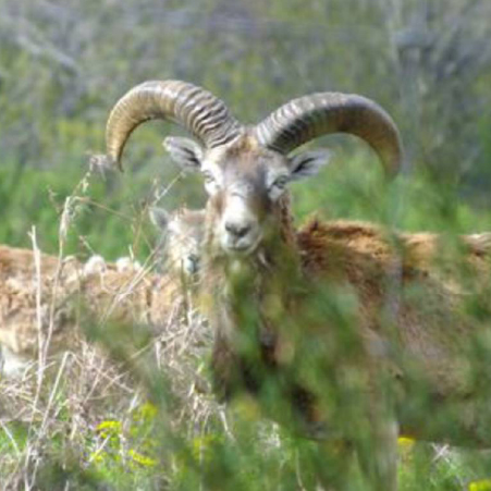 Muflone nella Natura