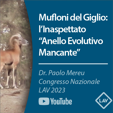 Muflone del Giglio - Lo Studio Scientico sulla Genetica