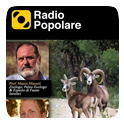 Armadillo Radio