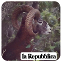 Muflone nel bosco - La Repubblica