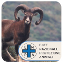 Muflone ENPA
