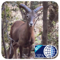 OIPA