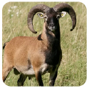 Muflone, Rivista Natura