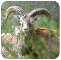 Muflone nel prato