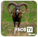 Muflone FNOB TV
