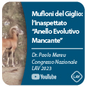 Muflone del Giglio - scoperta scientifica