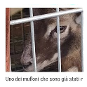 Muflone in Gabbia