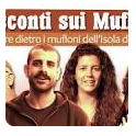 Folklore dei Mufloni al Giglio